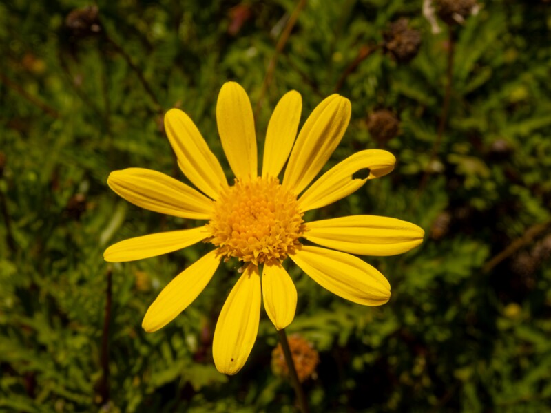 Euryops pectinatus  2025-05-12 1-4