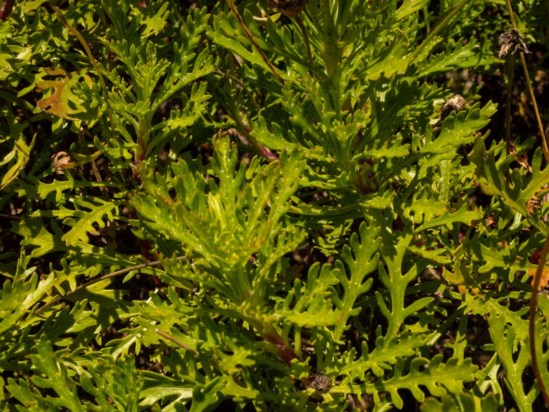 Euryops pectinatus  2025-05-12 1-7