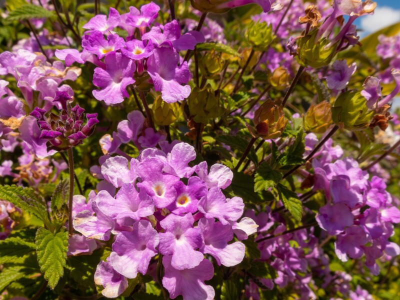 Lantana montevidensis  2025-05-12 1-5