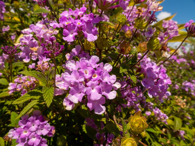 lat. Lantana montevidensis