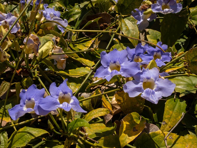 lat. Thunbergia grandiflora